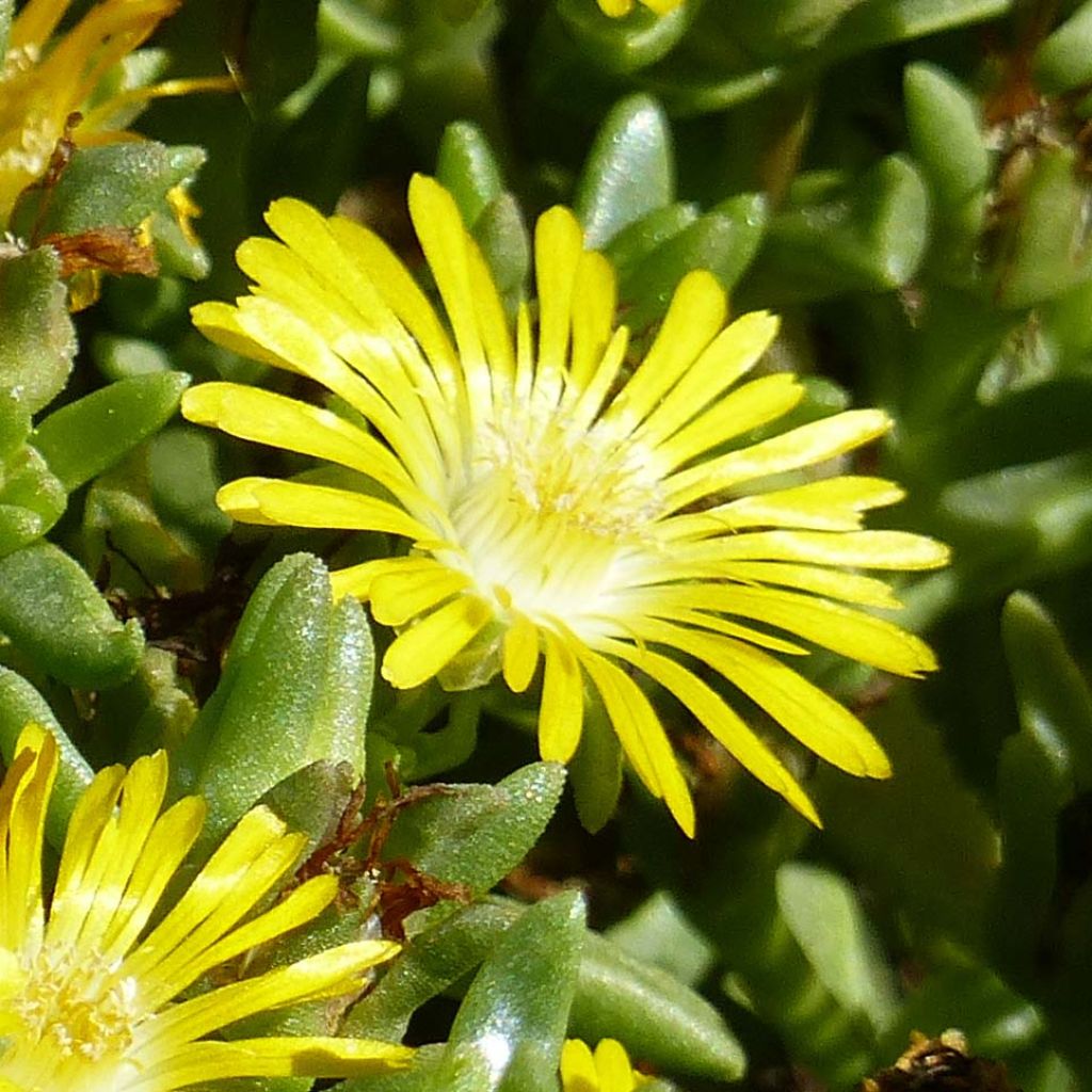 Delosperma Wheels of Wonder Golden - Délosperme