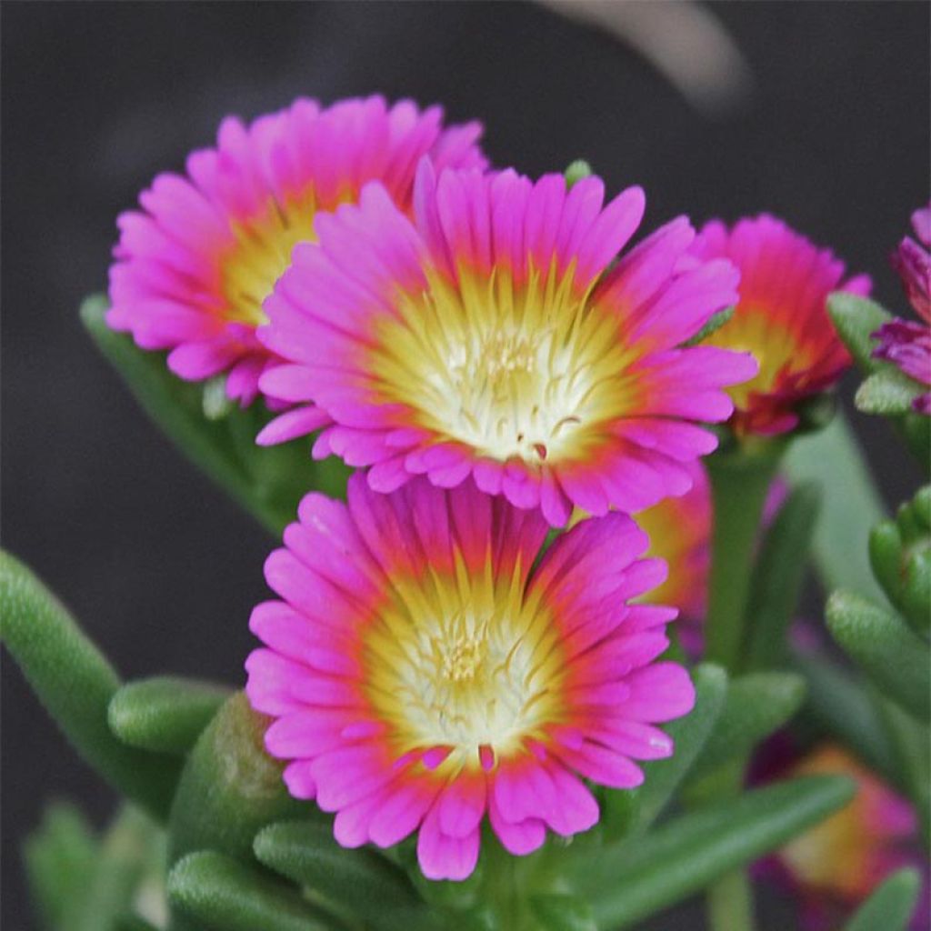 Delosperma Wheels of Wonder Hot Pink - Delosperme rose vif.