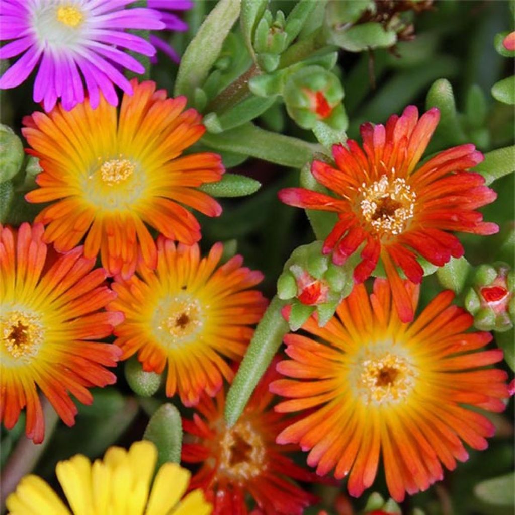 Delosperma Wheels of Wonder Orange - Délosperme