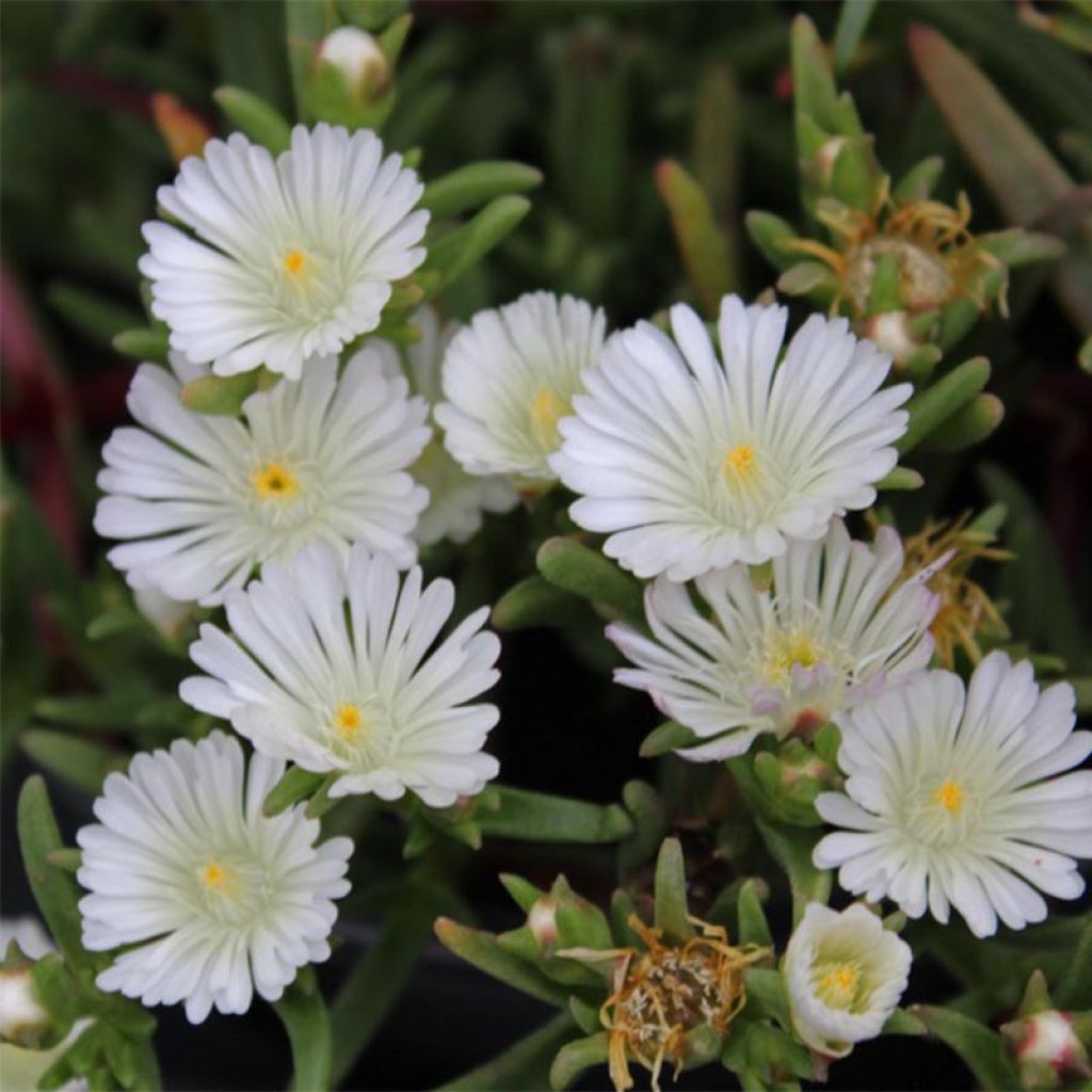 Delosperma Wheels of Wonder White - Délosperme blanc.