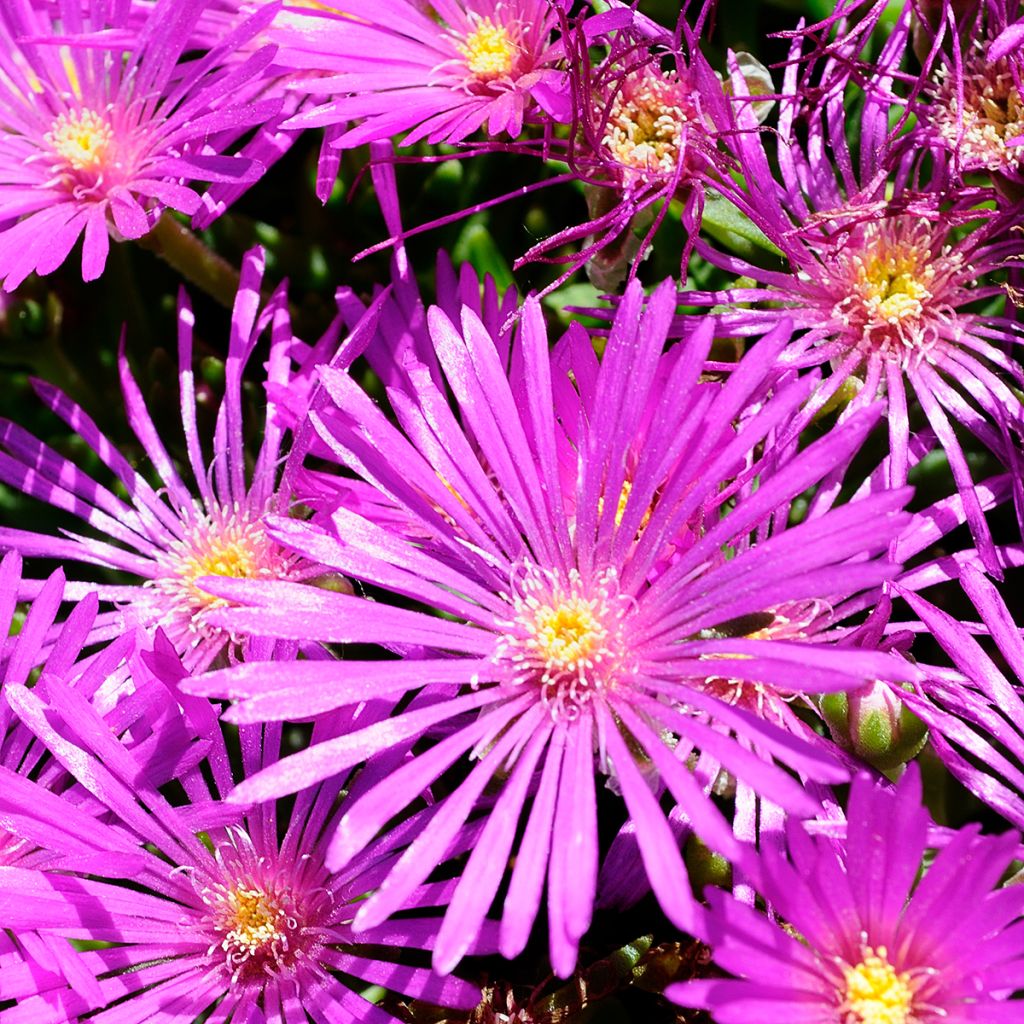 Delosperma cooperi