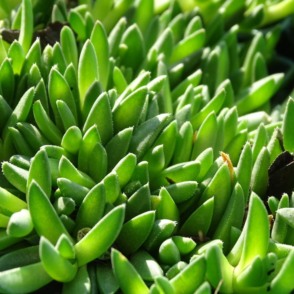 Delosperma deschampsii