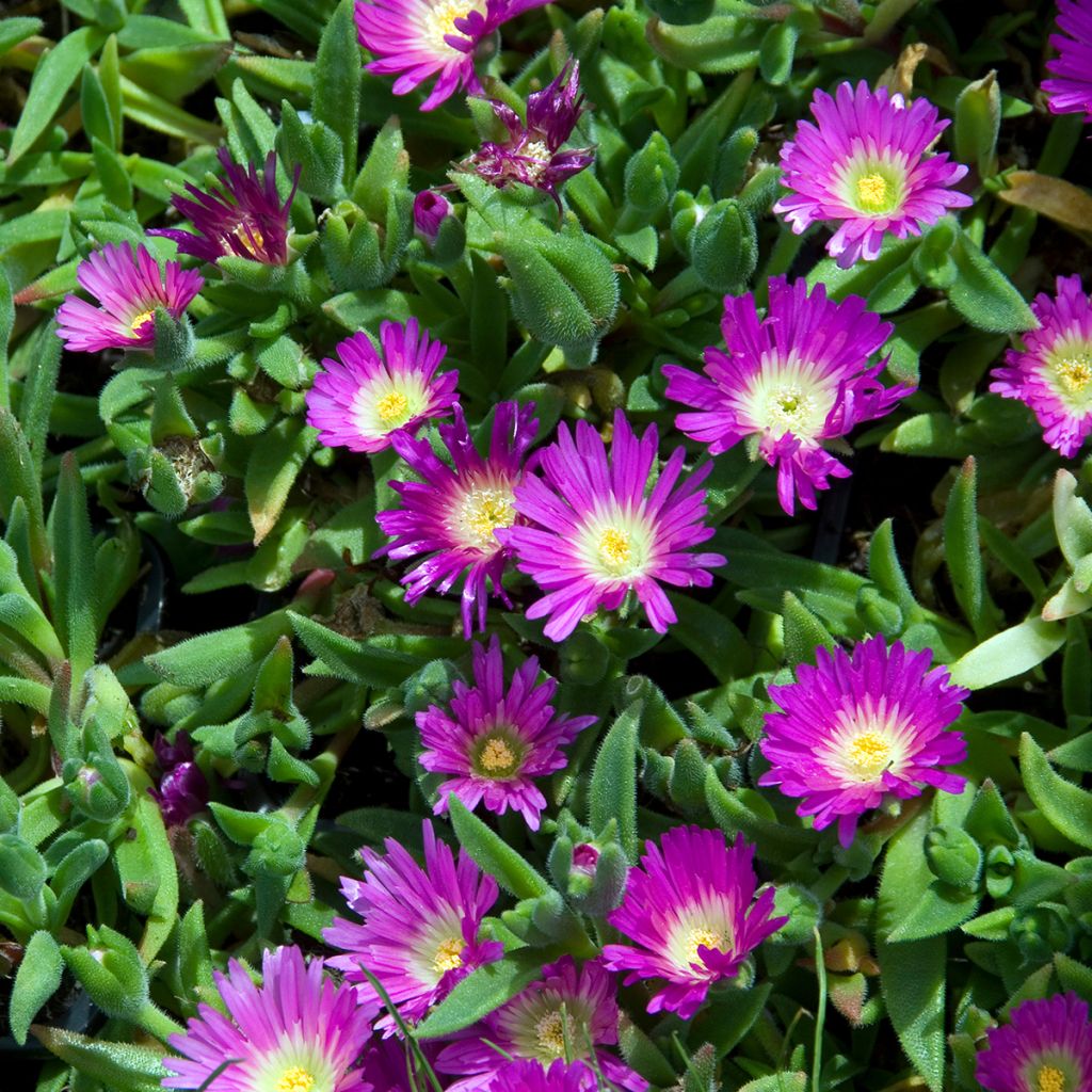 Delosperma sutherlandii