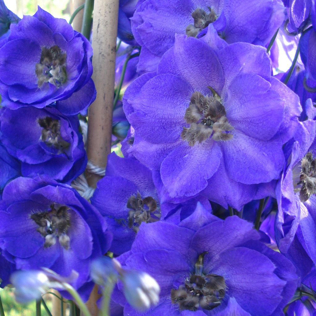 Delphinium Blue Jay, Pied d Alouette