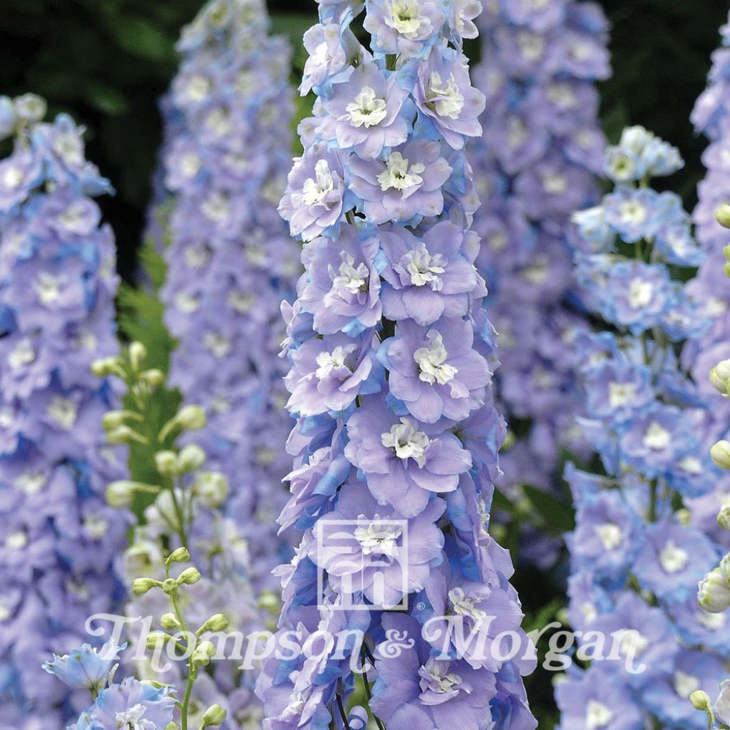 DelphiniumCenturion Lilac Blue Bicolour F1 Seeds - Perennial Larkspur