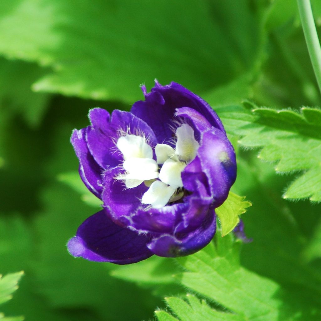 Delphinium Christel, Pied d'alouette