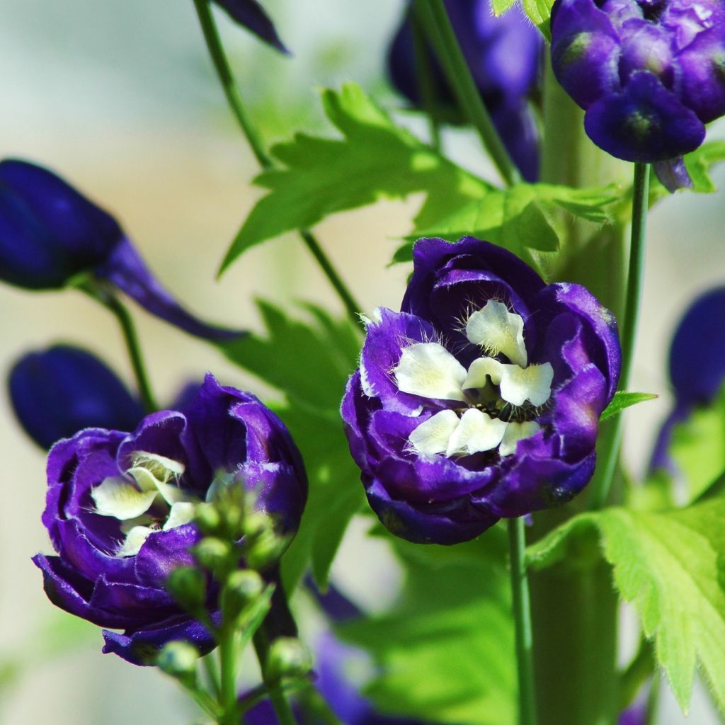 Delphinium Christel, Pied d'alouette