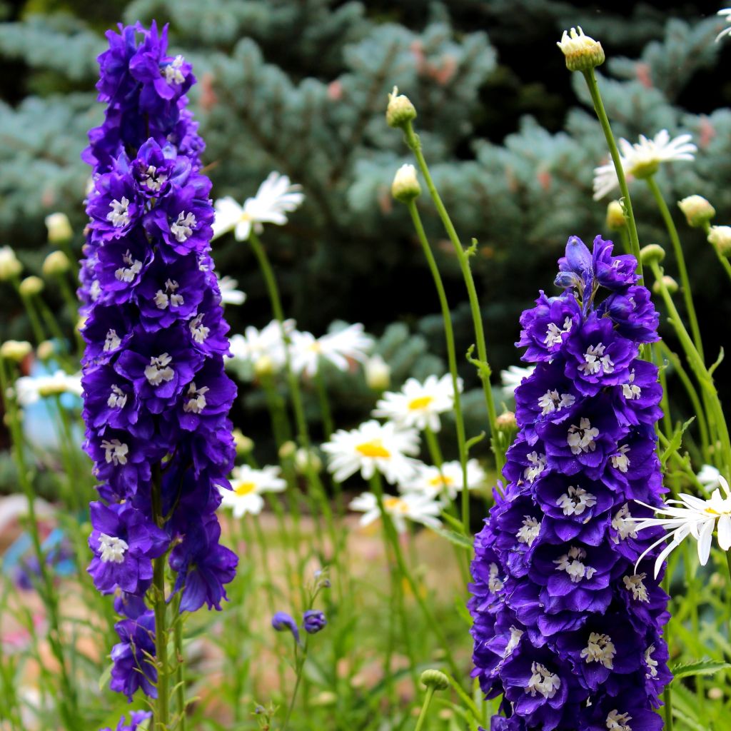 Delphinium Christel, Pied d'alouette