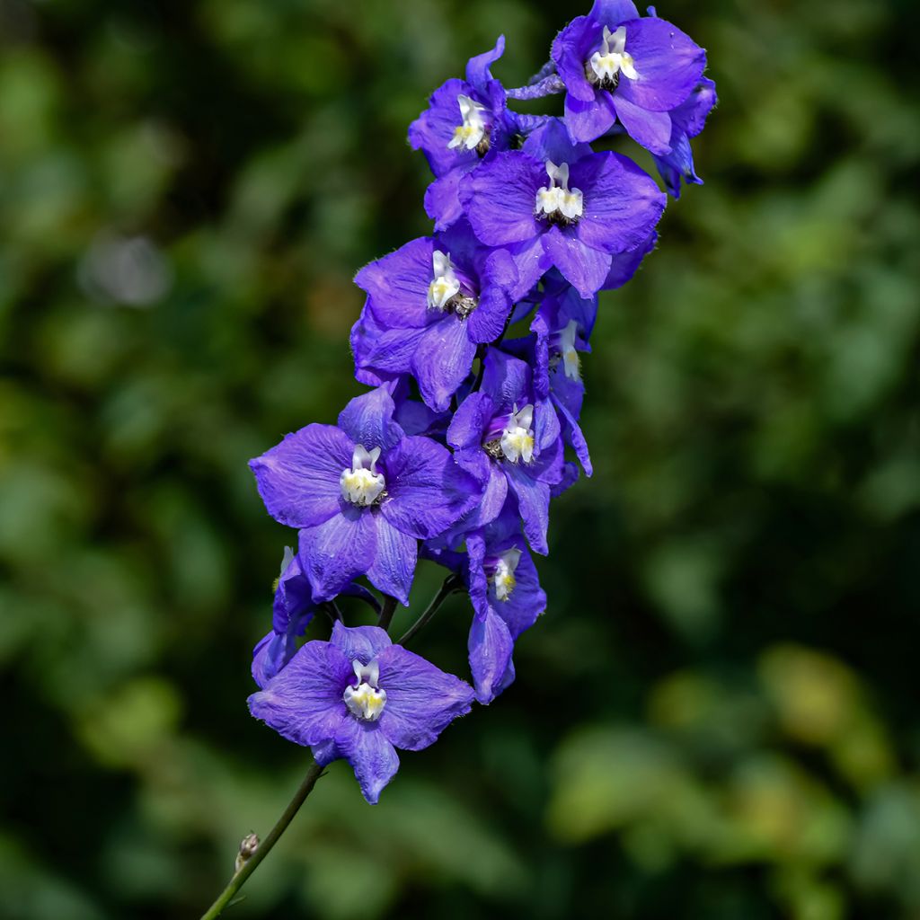 Delphinium Christel - Larkspur