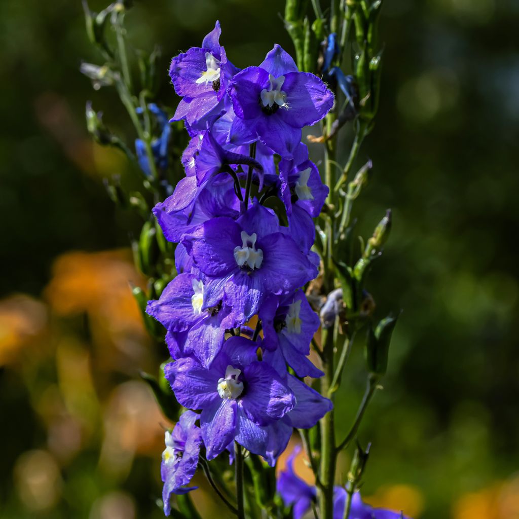 Delphinium Christel - Larkspur