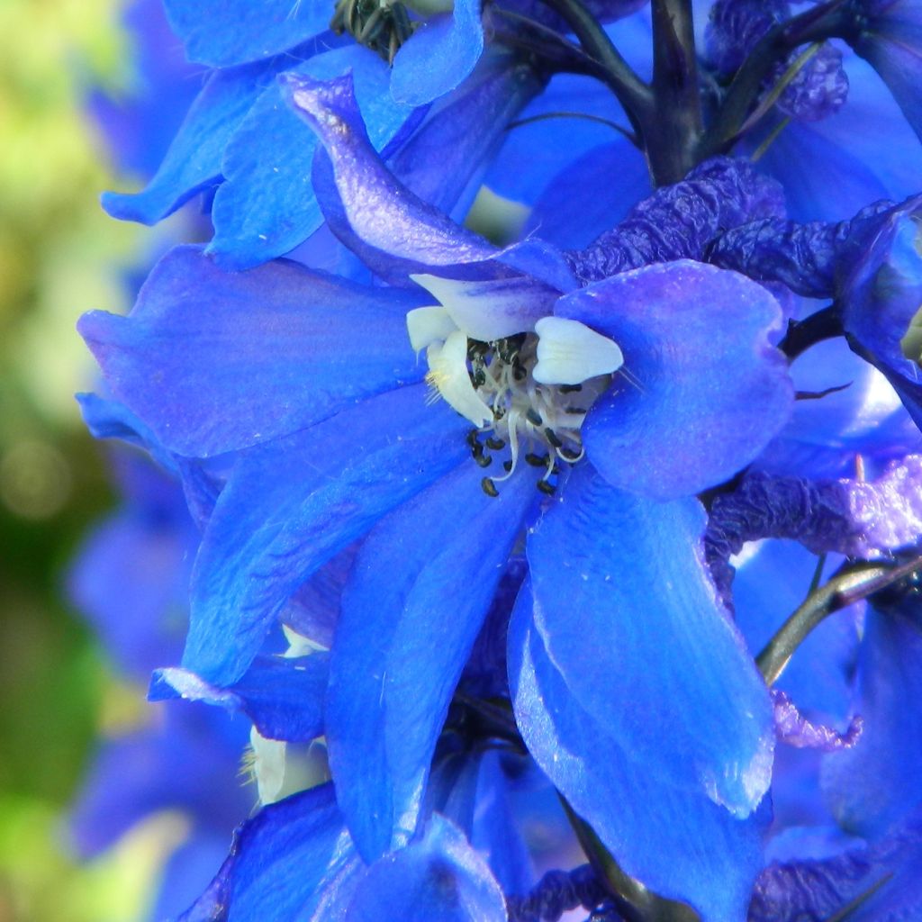 Delphinium Cristella, Pied d Alouette