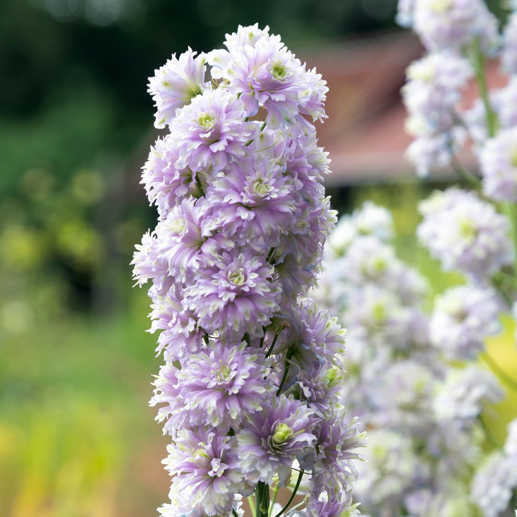 Delphinium Crystal Delight - Larkspur