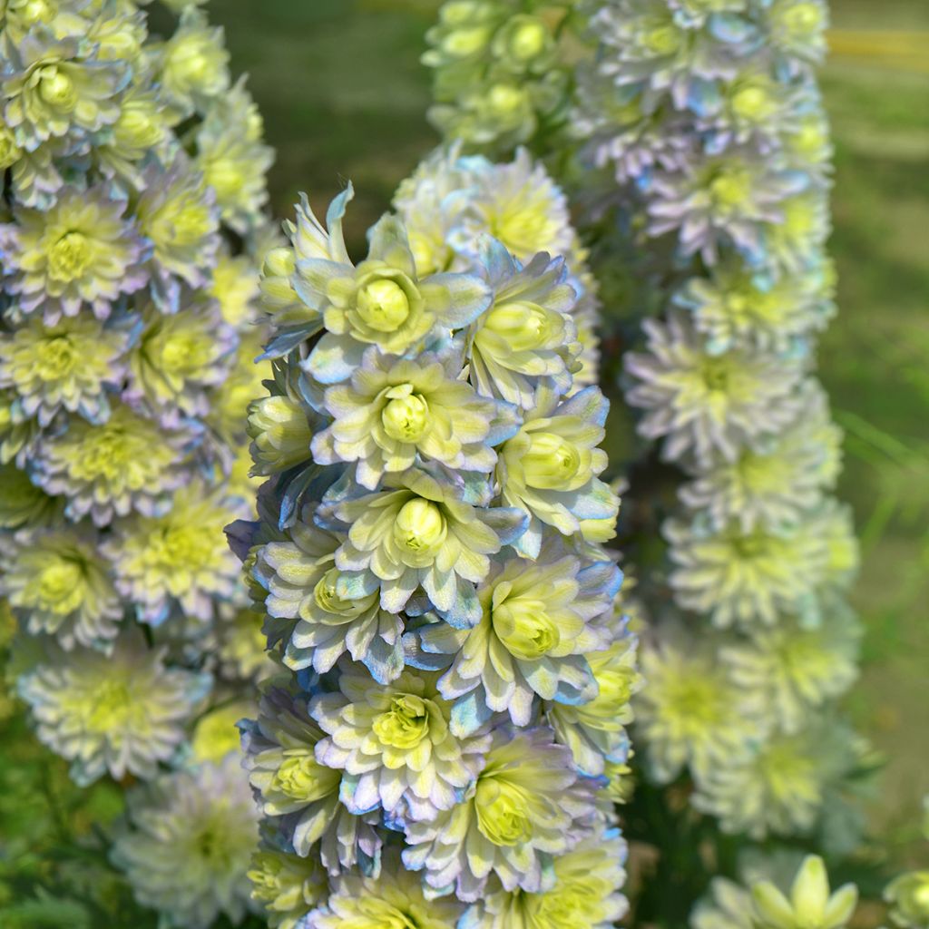 Delphinium Crystal Delight - Larkspur