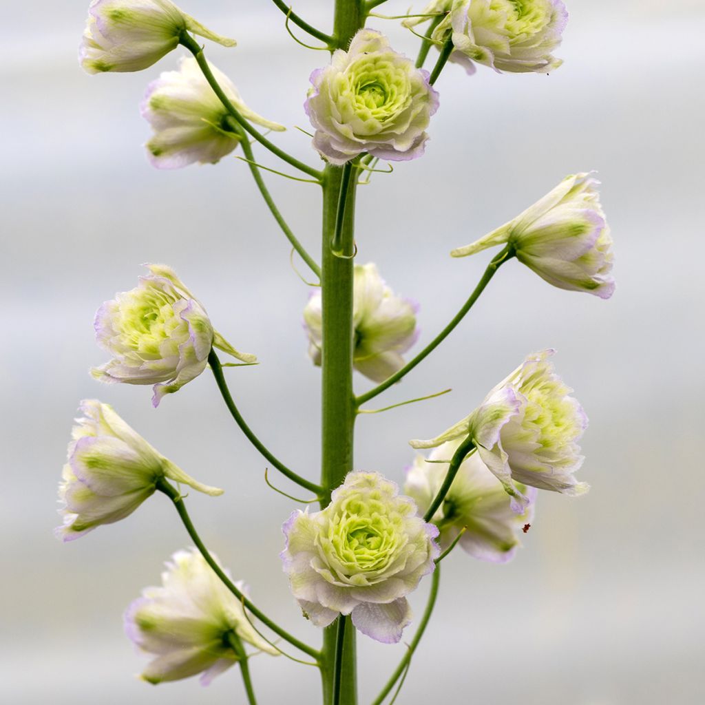 Delphinium Crystal Delight - Larkspur