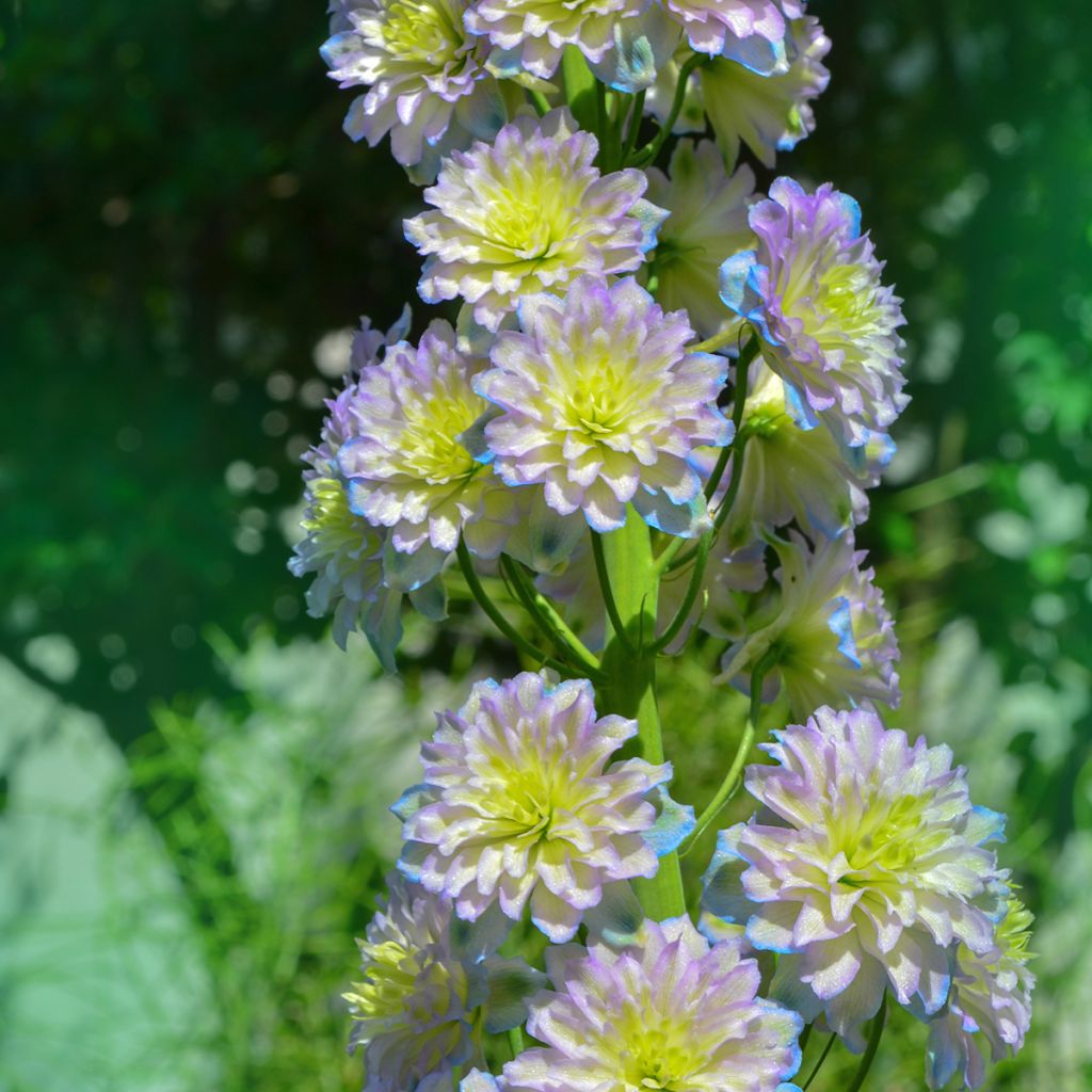 Delphinium Crystal Delight - Larkspur