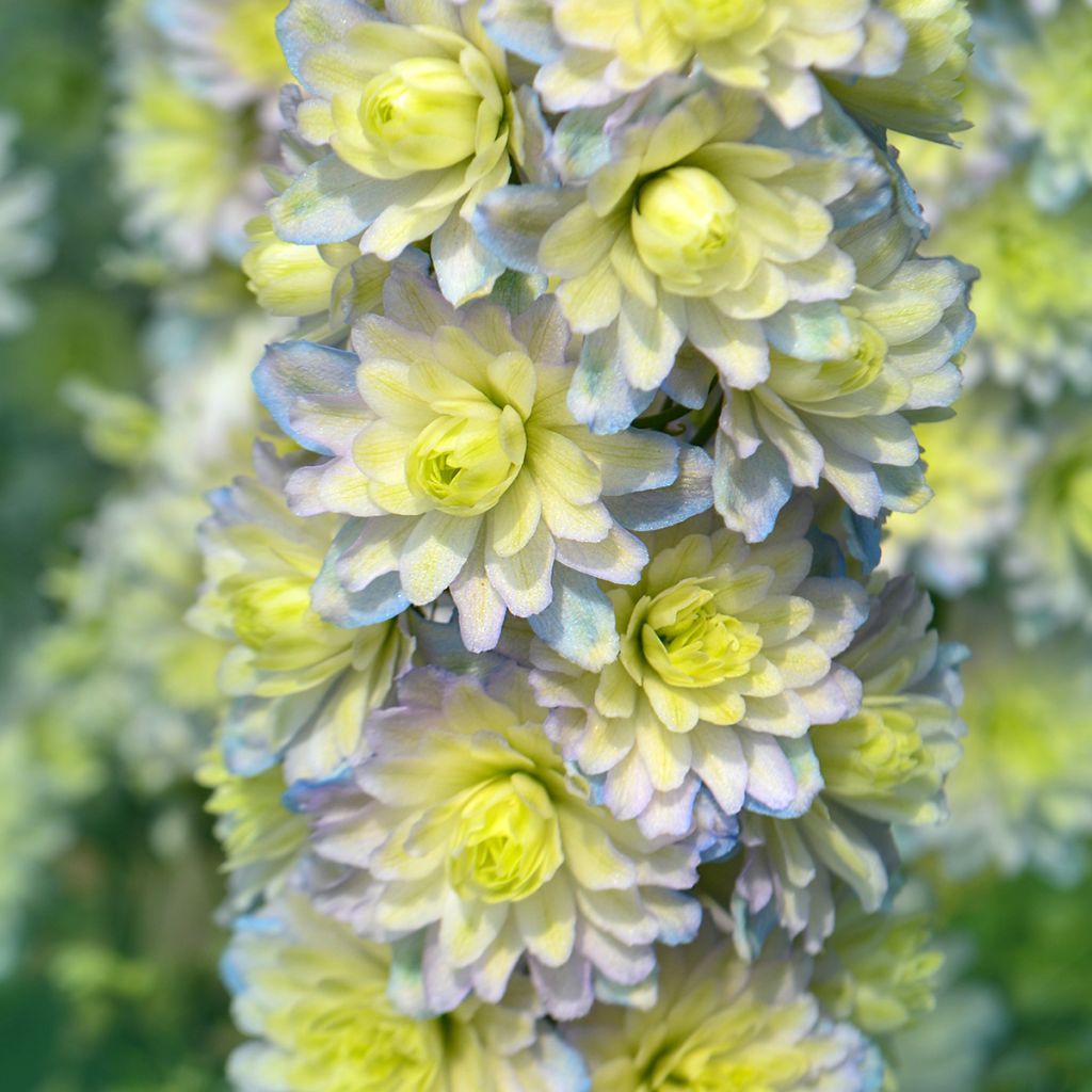 Delphinium Crystal Delight - Larkspur