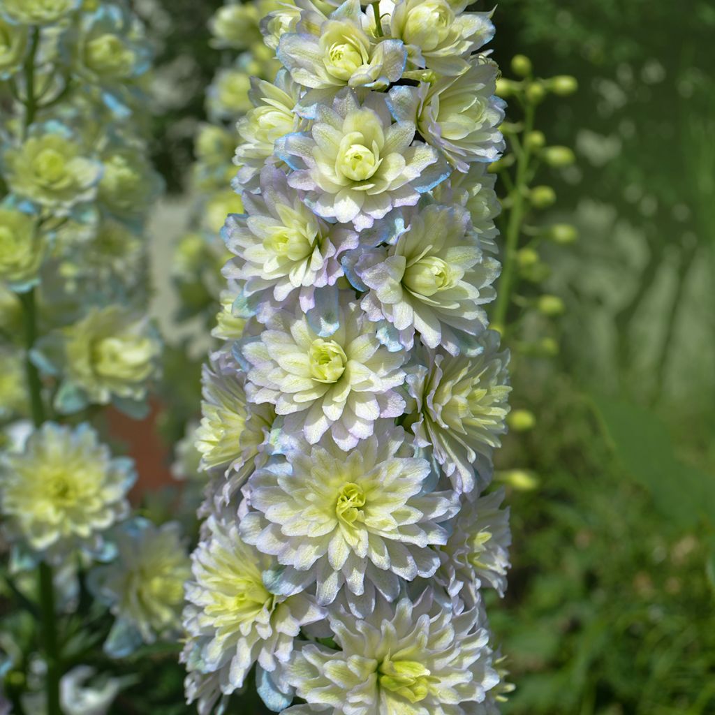 Delphinium Crystal Delight - Larkspur