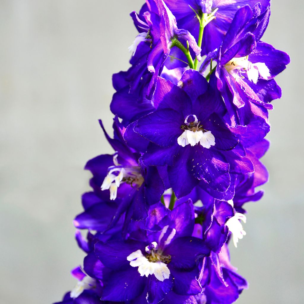 Delphinium Magic Fountains Dark Blue-White Bee - Larkspur