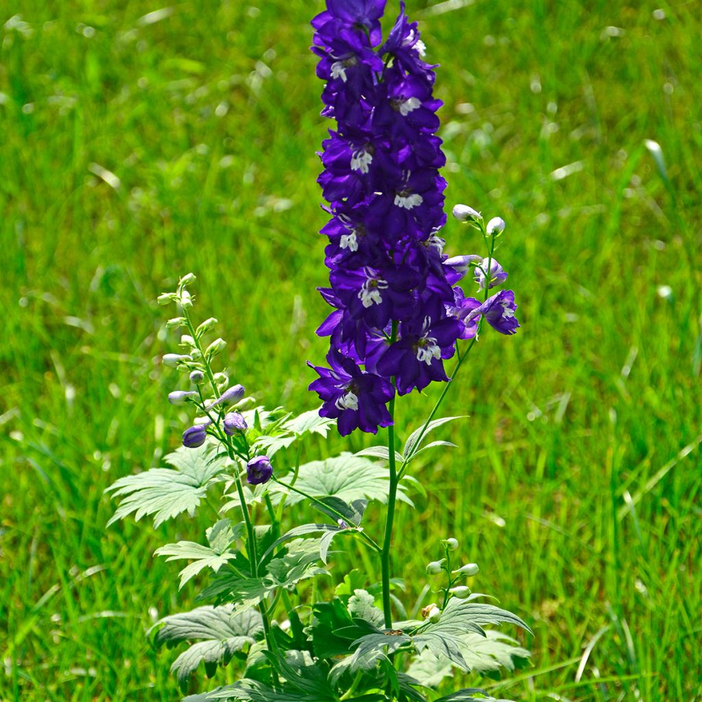 Delphinium Magic Fountains Dark Blue-White Bee - Larkspur