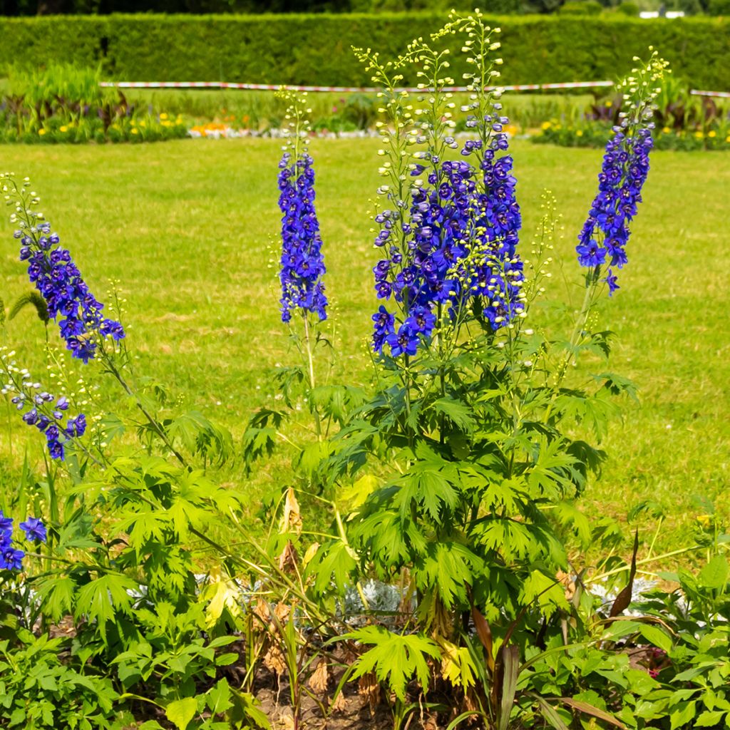 Delphinium Magic Fountains Dark Blue-White Bee - Larkspur