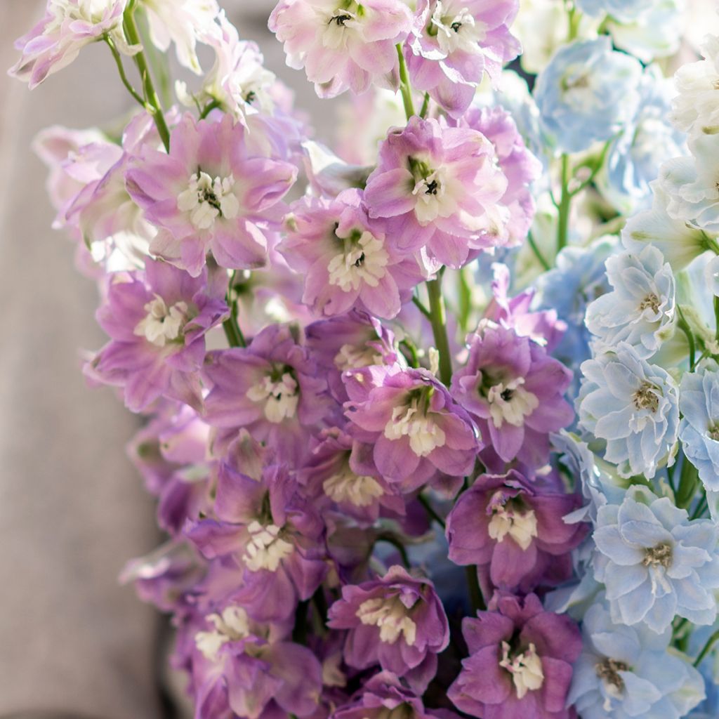 Delphinium Deep Rose-White Bee - Delphinium vivace