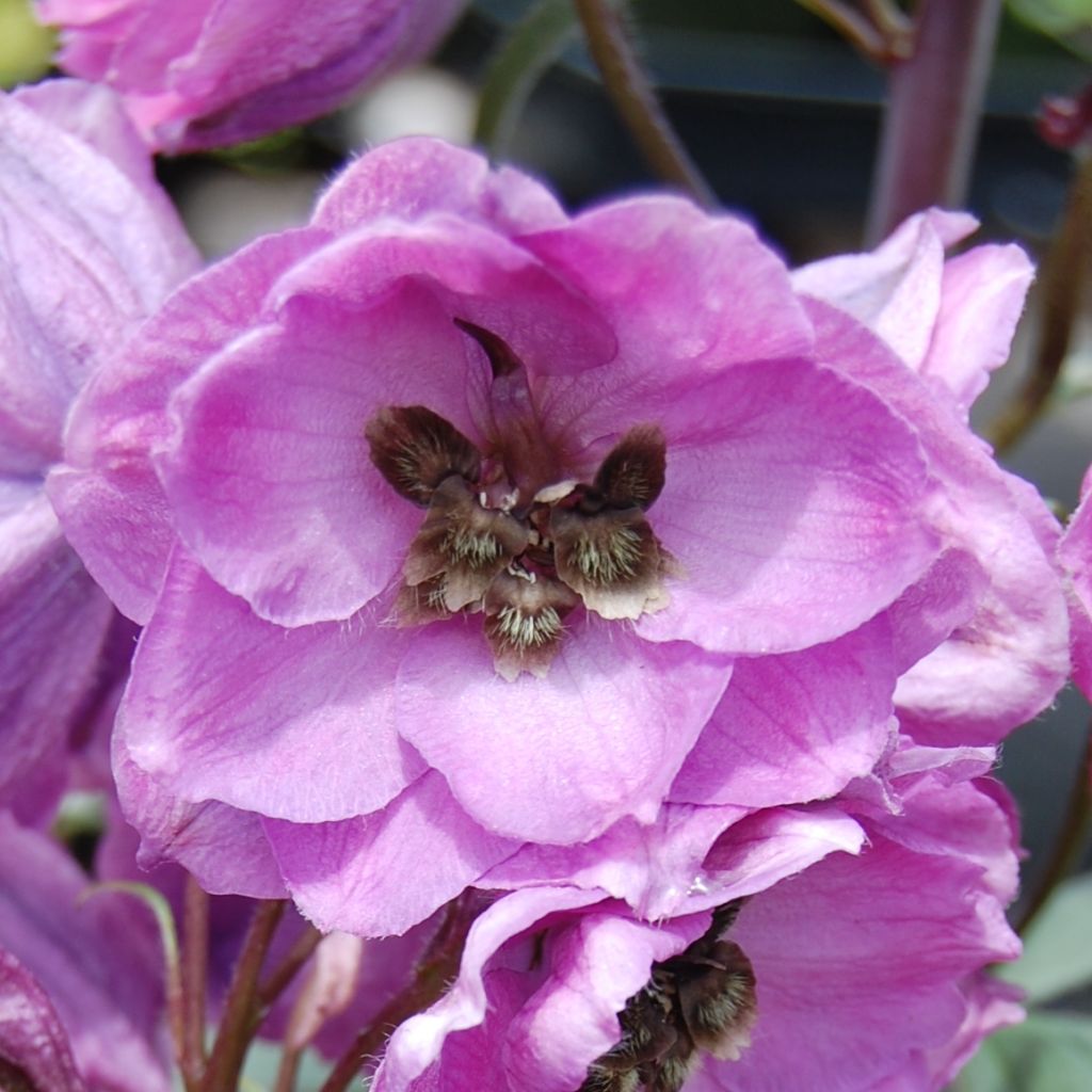 Delphinium Dusky Maiden, Pied d Alouette