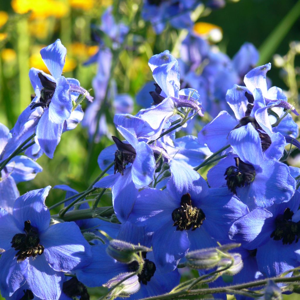 Delphinium Finsteraarhorn, Pied d Alouette