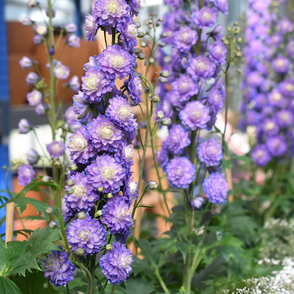 Delphinium Highlander Bolero - Larkspur