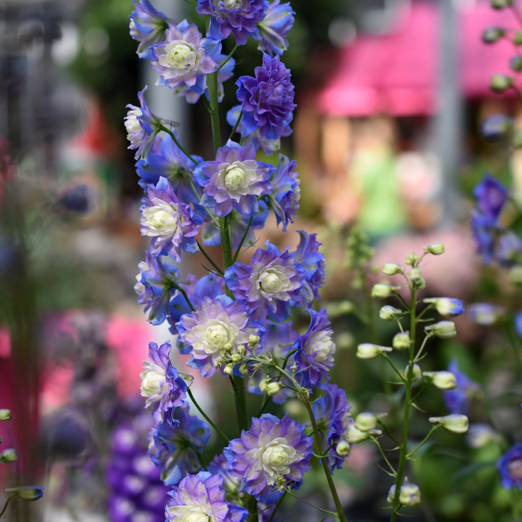 Delphinium Highlander Bolero - Larkspur