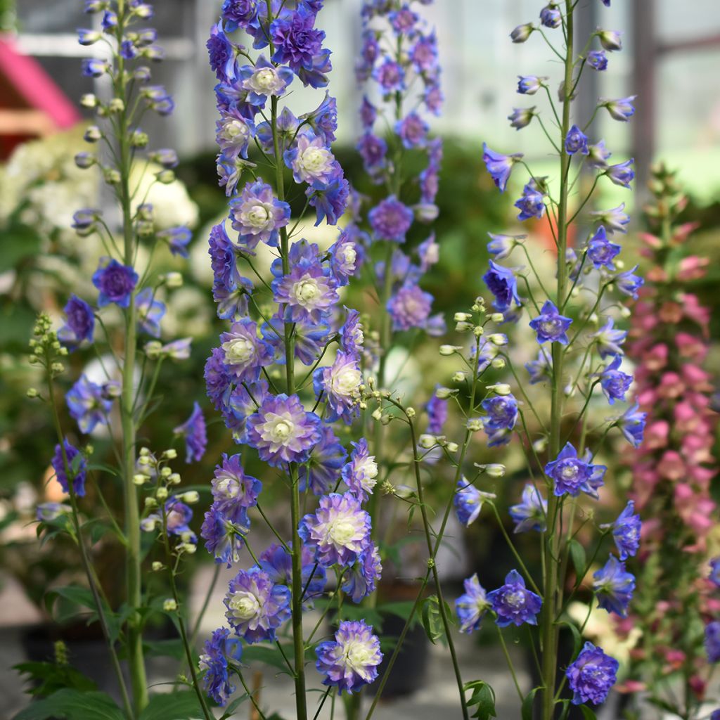 Delphinium Highlander Bolero - Larkspur