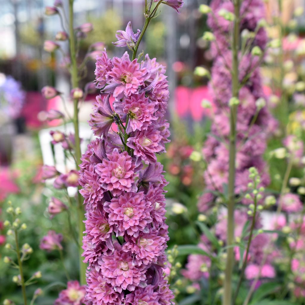 Delphinium Flamenco - Larkspur