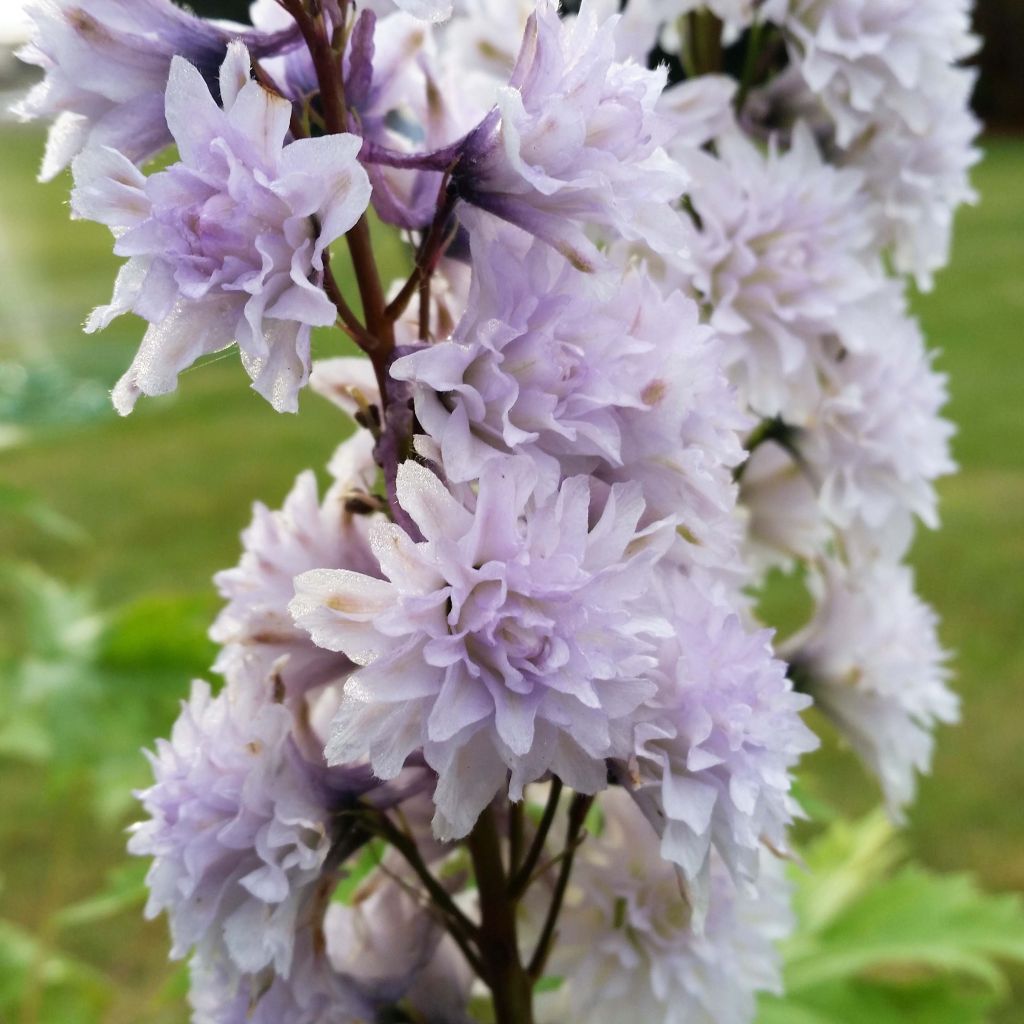 Delphinium Highlander Serie Cha Cha - Pied d'alouette vivace.