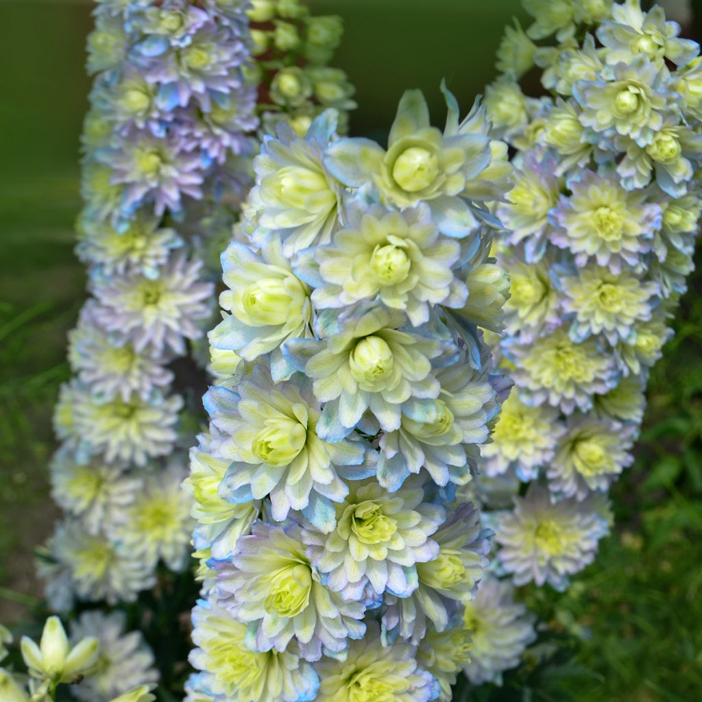 Delphinium Highlander Sweet Sensation - Larkspur