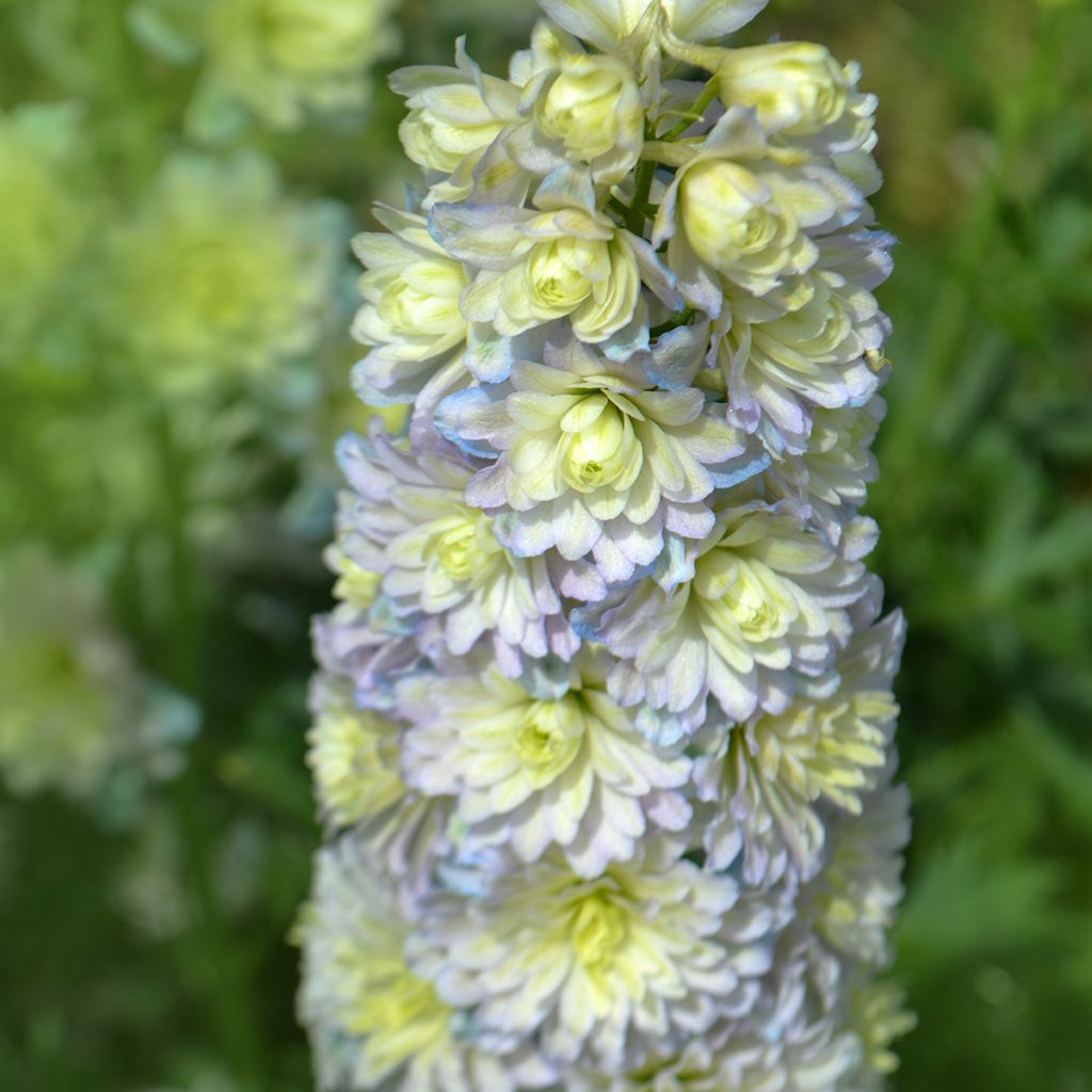 Delphinium Highlander Sweet Sensation - Larkspur