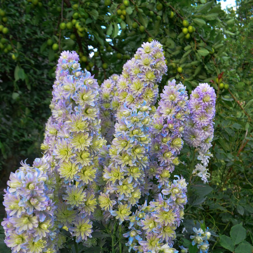 Delphinium Highlander Sweet Sensation - Larkspur