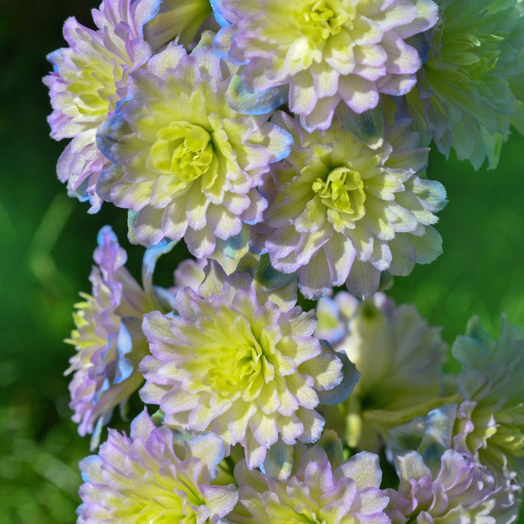 Delphinium Highlander Sweet Sensation - Larkspur