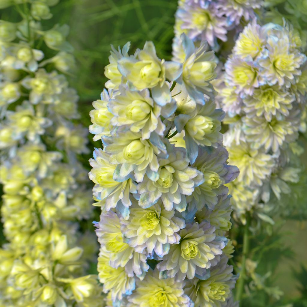 Delphinium Highlander Sweet Sensation - Larkspur