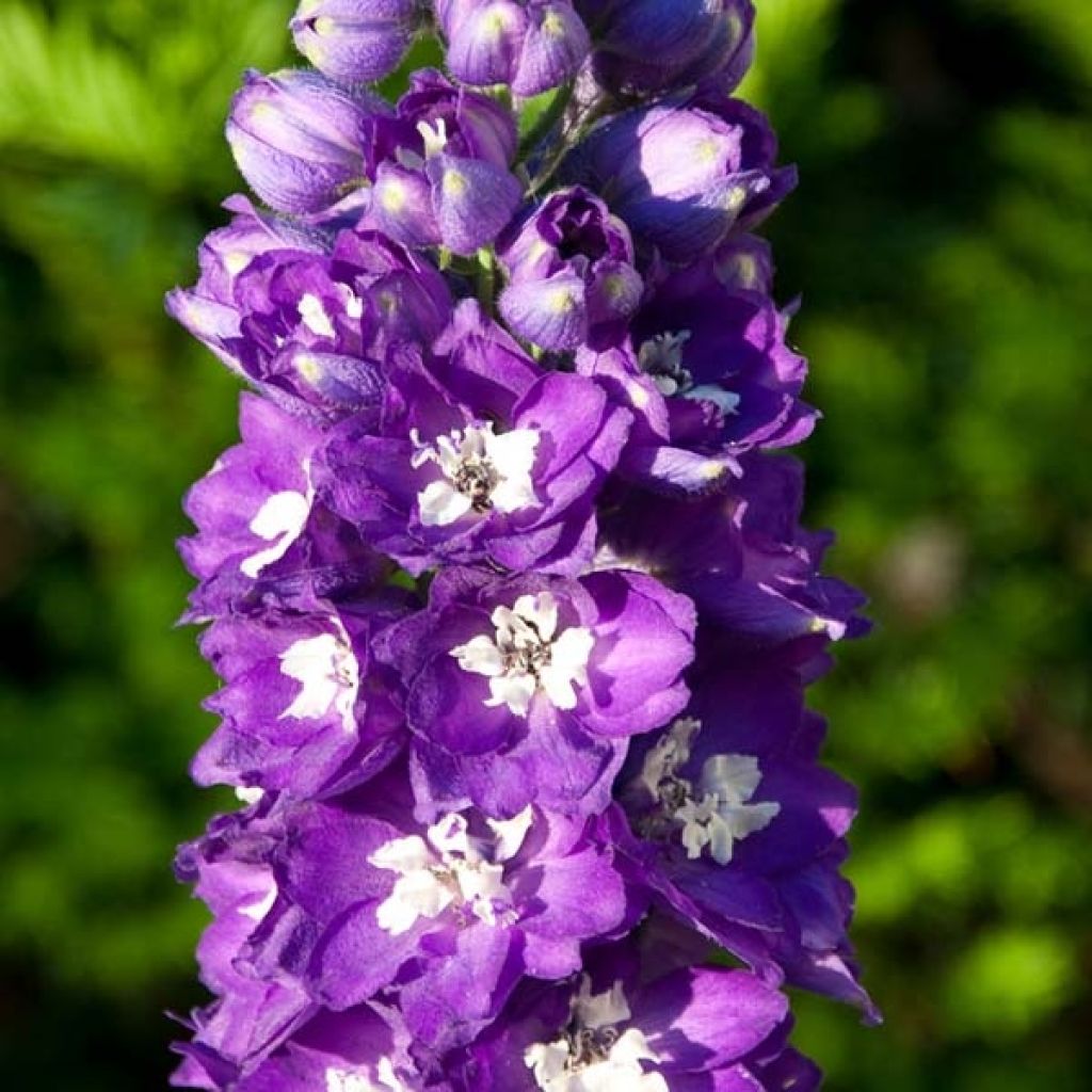 Delphinium King Arthur - Larkspur