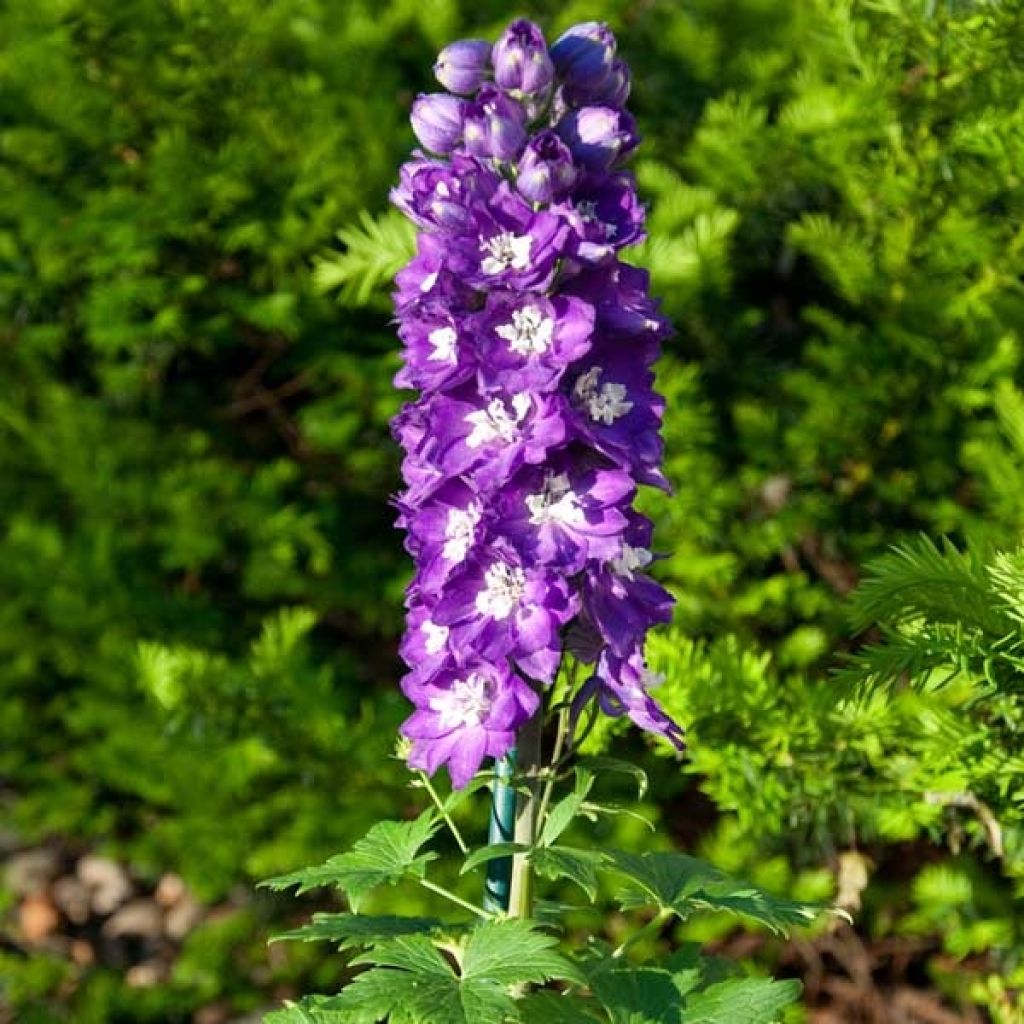 Delphinium King Arthur - Larkspur