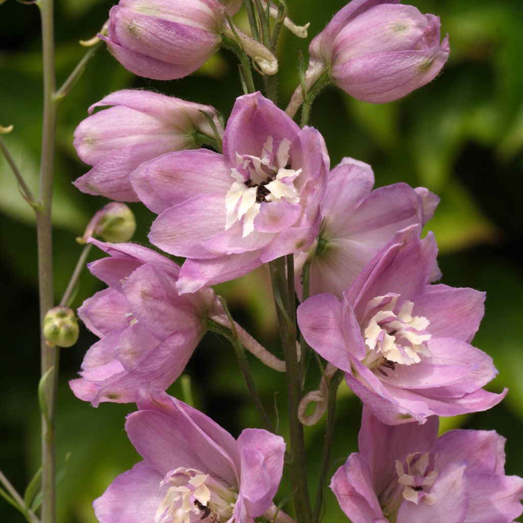 Delphinium Astolat Group - Larkspur