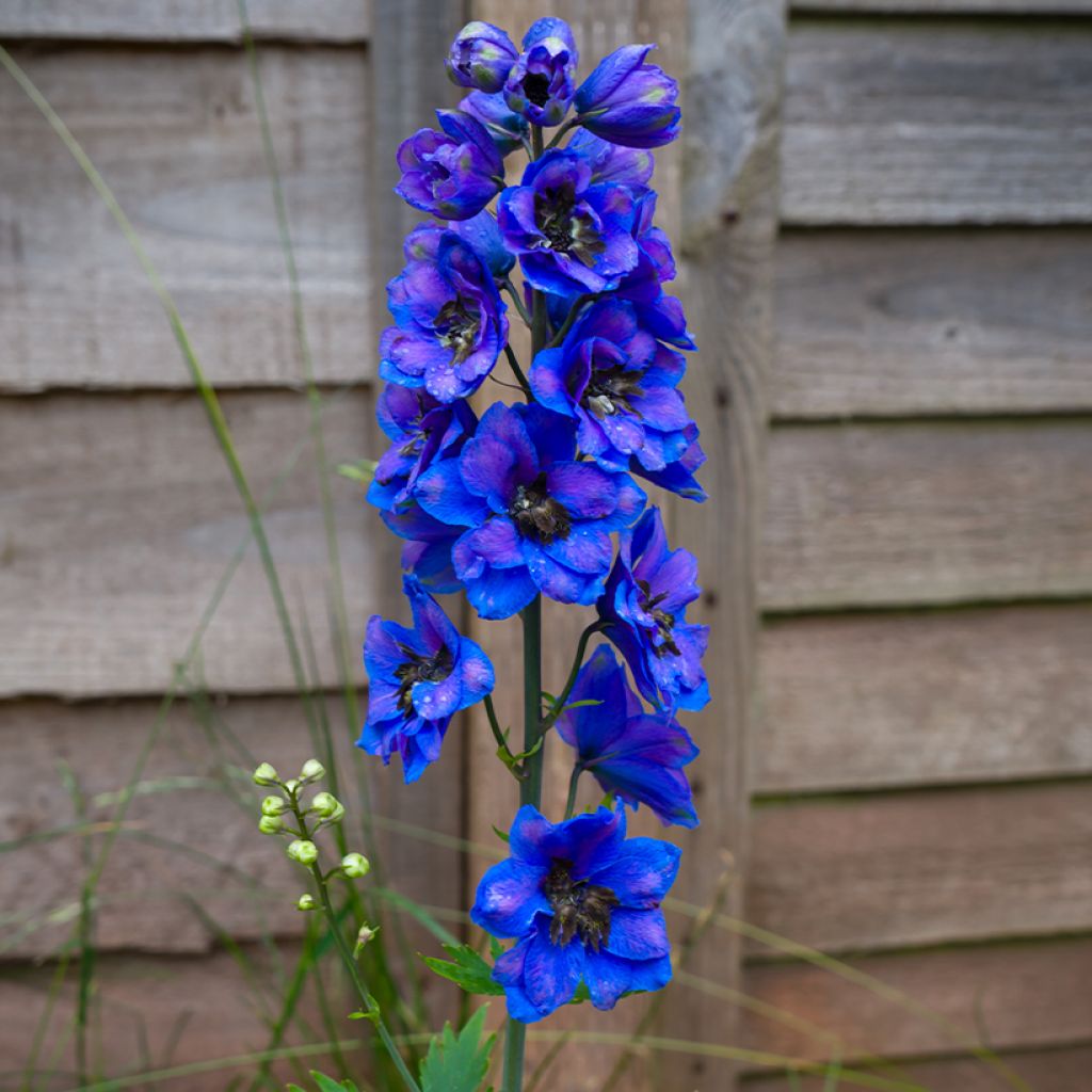 Delphinium Völkerfrieden - Larkspur