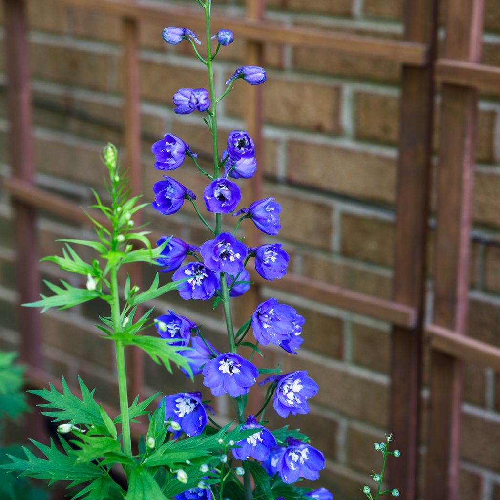 Delphinium Groupe Pacific-hybrid Blue Bird - Larkspur