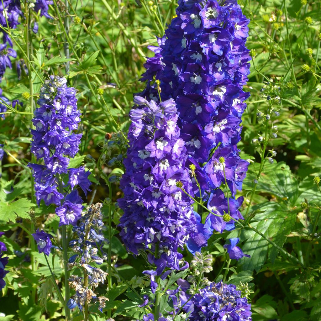 Delphinium Groupe Pacific-hybrid Blue Bird - Larkspur