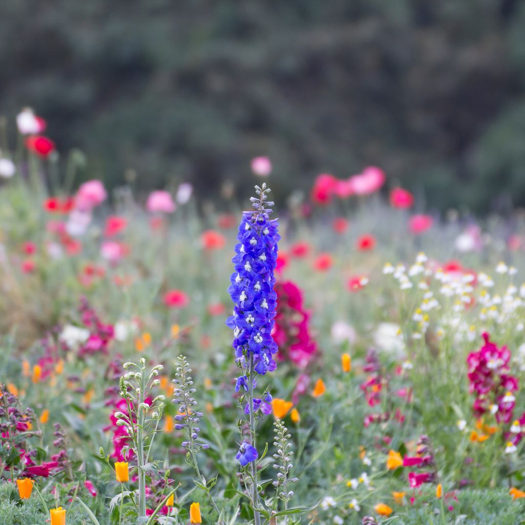 Delphinium Groupe Pacific-hybrid Blue Bird - Larkspur