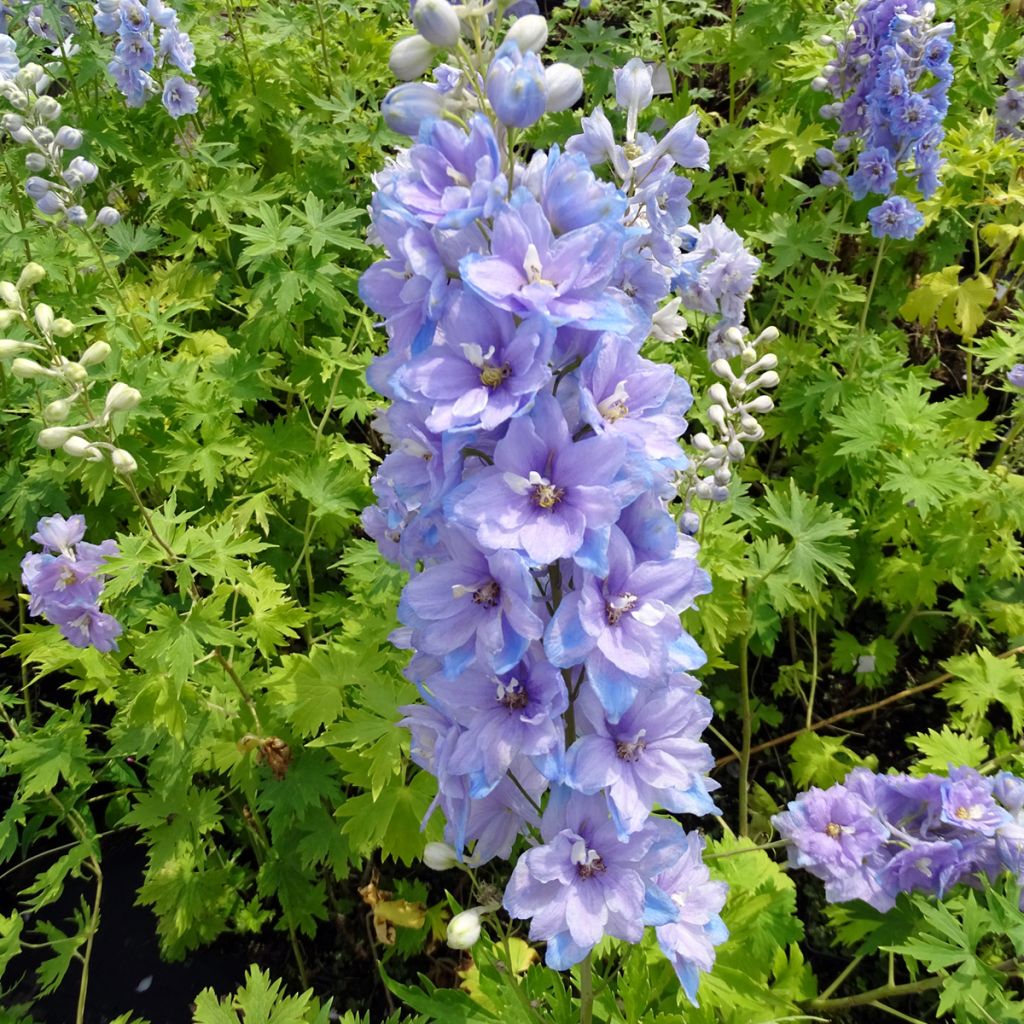 Delphinium Pacific giant Cameliard - Pied d'Alouette vivace