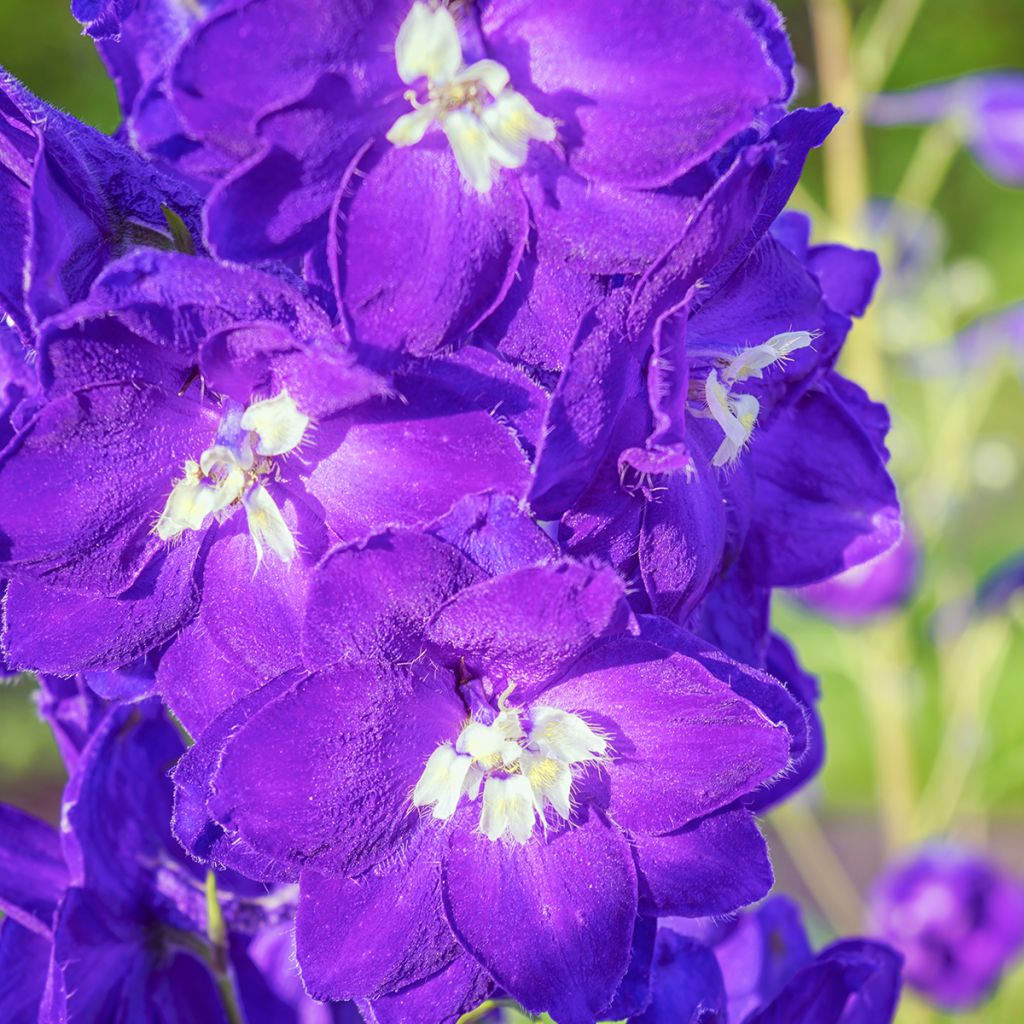 Delphinium King Arthur - Larkspur