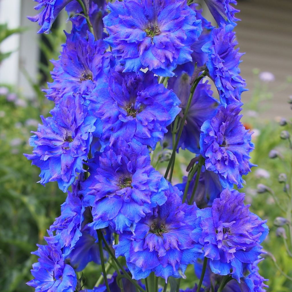 Delphinium Pagan Purples, Pied d'alouette