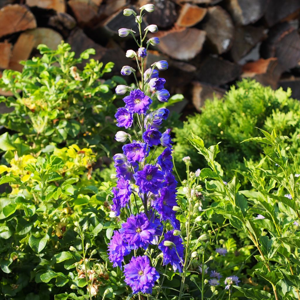 Delphinium Pagan Purples, Pied d'alouette