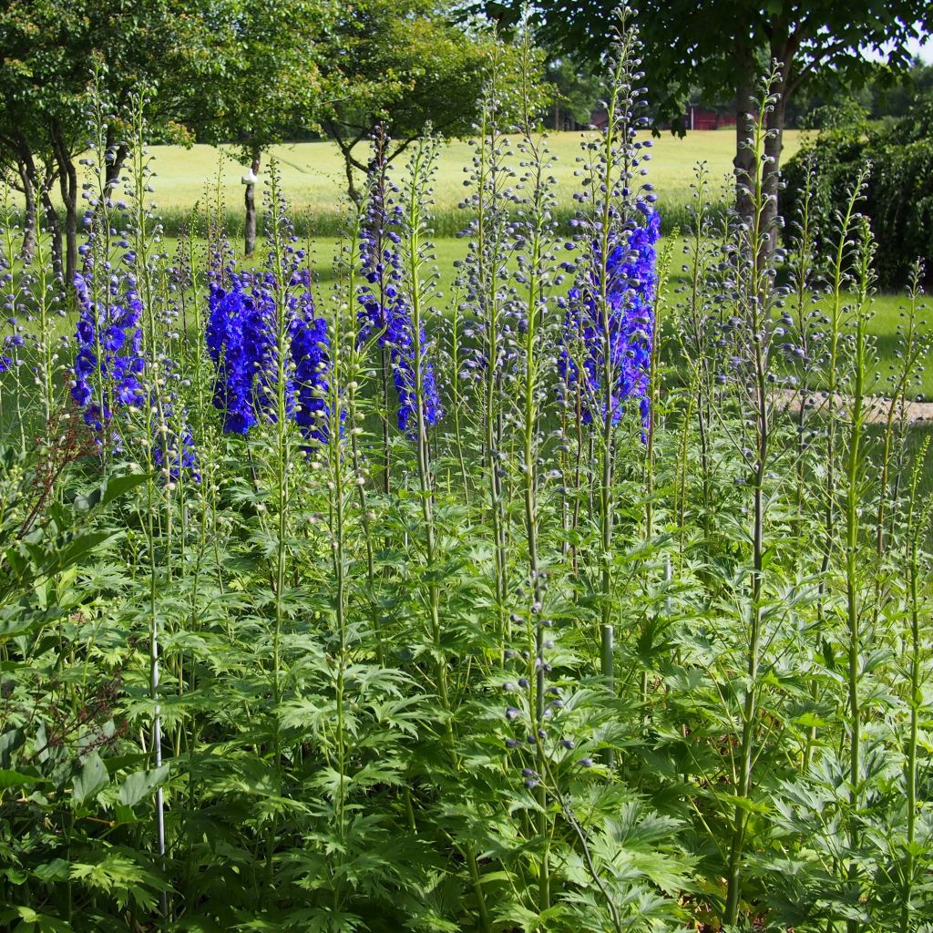 Delphinium Pagan Purples, Pied d'alouette