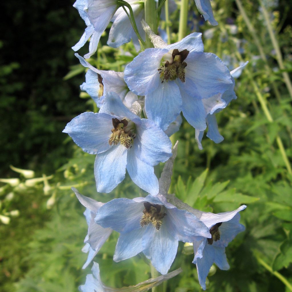 Delphinium Perlmutterbaum, Pied d Alouette